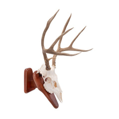 AC ALLEN EZ Skull Mount Pedestal base showcases secure antler display