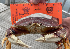 AirFly Rock crab size reference to ensure compliant measurements at the shore.