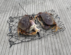 Trap ready for cast with bait clip