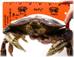 AirFly crab gauge checks rock crab size quickly on the dock