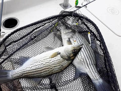 Metal sequins flash on the rig to attract fish