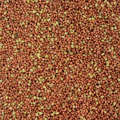 Perennial clover adds long-lasting cover and early-season growth