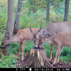 Ani-Logics Outdoors Mineral Dirt 180 liquid delivers chelated minerals for deer