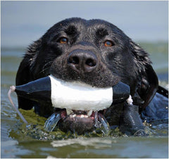 Avery EZ-Bird Mallard Flasher features VGrip design for secure retrieves.