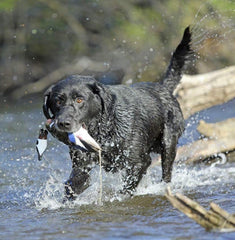 Avery EZ-Bird with VGrip design for a secure, comfortable grip during retrieves.