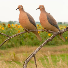 Avery GHG Mourning Dove Decoy rest and perching pose kit improves visibility from distance.