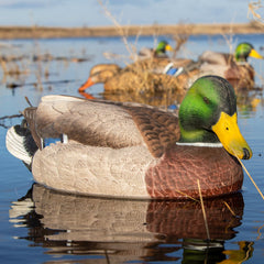 Avery GHG Pro-Grade XD surface-feeder drake decoy attracts birds with natural head position.