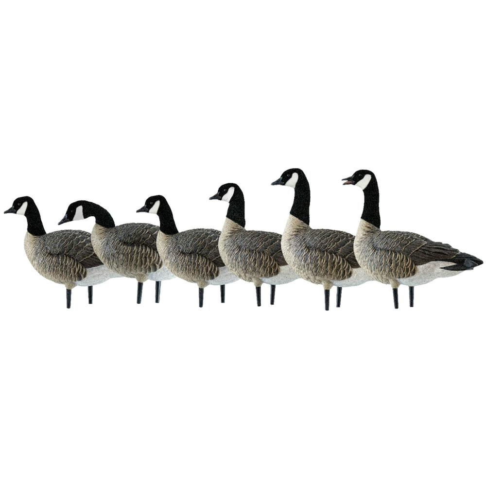 Avian-X AXP Honkers Fusion Pack display with lesser Canada goose decoys in a realistic field setup
