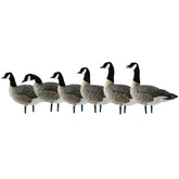 Avian-X AXP Honkers Fusion Pack display with lesser Canada goose decoys in a realistic field setup