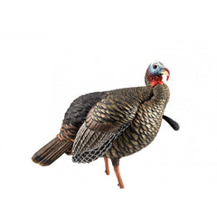Avian-X HDR Jake turkey decoy in lifelike quarter-strut pose to attract gobblers.