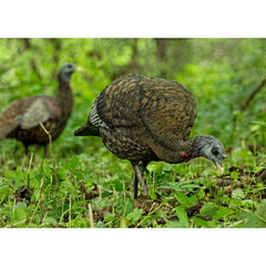 Avian-X LCD Feeder Hen Decoy closeup paint highlights ultra-detailed realism for luring gobblers.