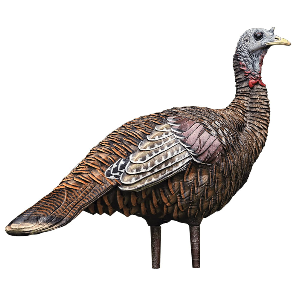 Avian-X LCD Lookout Hen decoy folded for easy transport and quiet field setup