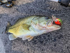 Bandit Lures 100-series crankbait diving 2 to 5 feet for shallow bass near cover