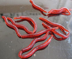 Earthworm-scented soft plastic worm lure close-up image 2