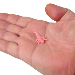 Berkley Gulp! Alive Stonefly used for bluegill and crappie.