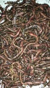 BESTBAIT European Nightcrawlers in breathable packaging preserving vitality for long fishing sessions.
