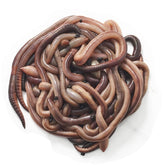 BESTBAIT nightcrawlers 4-6 inch bait for dependable lake fishing.