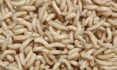 Bestbait Spikes maggots white live bait for ice fishing