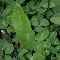 Biologic Clover Plus Chicory forage—autumn and spring feed for deer and turkeys.