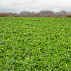 Biologic Deer-Radish planted field showing strong germination.