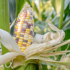 Biologic Wildlife Sweet Corn ear close-up, dense kernels ideal for wildlife nutrition.