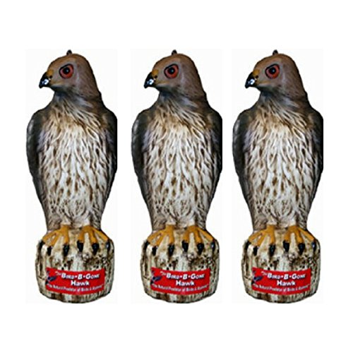 Bird-B-Gone Hawk Decoy deters birds and rabbits in a garden.