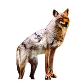 Bird-X 2D hunting coyote decoy in a yard deters geese and pests.