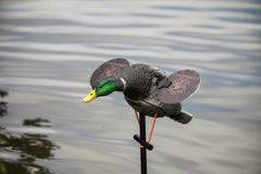 Blue Bird Waterfowl low-light wing—9-inch or 11.5-inch—two-sided color for dawn and dusk visibility.