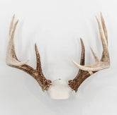 Bone Collector Change Up kit assembly shows sturdy metal construction for durable antler displays.