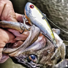 Booyah Hard Knocker showing multi-rattle system to attract distant fish
