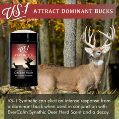 Conquest Scents Vs-1 in mock scrape setup for realistic tracking cues.