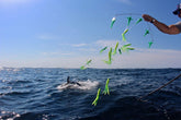 Cuda carbon fiber gaff with 6ft shaft and 3in hook for strong, lightweight fishing