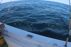 Cuda gaff floats design for easy recovery if dropped overboard