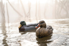 Cupped Waterfowl mallard decoy with bright, lifelike paint for realism.