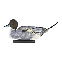 Pintails float naturally on calm water, showcasing textured plumage and true silhouettes.