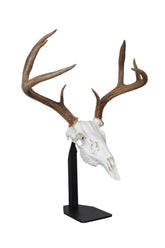 DEAD ON DISPLAY desktop mount secures a trophy with American-made reliability.