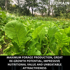 Domain Outdoor Bombshell lush green plot showing rapid growth.