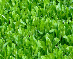 Drought and cold tolerant chicory seed for Whitetail plots