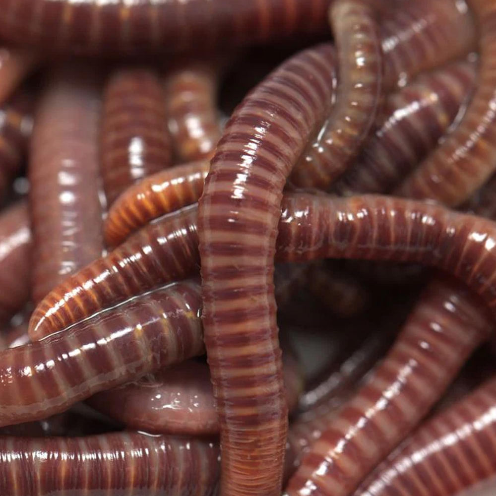 European Nightcrawlers 125-150 live worms ready for fishing bait