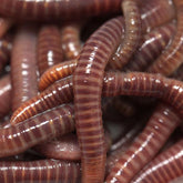 European Nightcrawlers 125-150 live worms ready for fishing bait