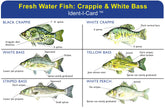 Express Yourself Crappie & White Bass Ident-I-Card front shows six species illustrations for quick field ID.