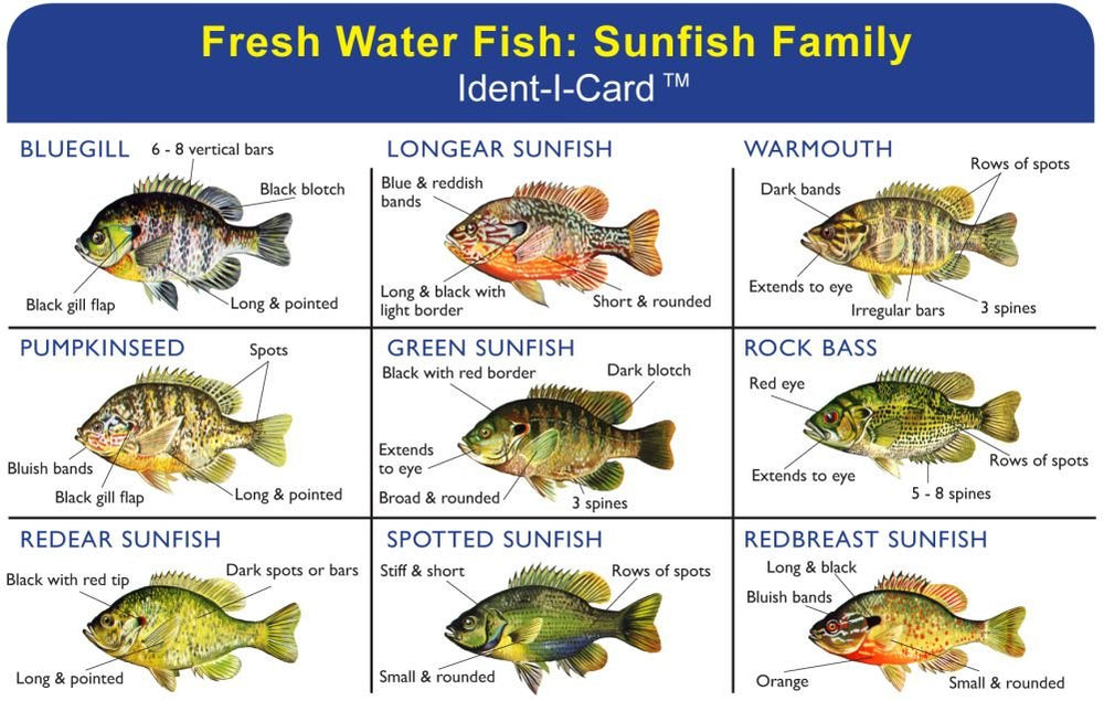 Express Yourself Sunfish Ident-I-Card front with color sunfish illustrations for quick field ID