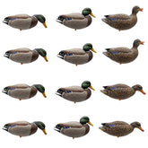 Final Approach HD full-body mallard decoys in field spread for lifelike presence