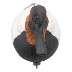 Final Approach live canvasback drake resting decoy in natural light
