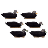 Final Approach live flocked black duck decoys on water ready to attract ducks.