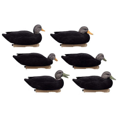 Final Approach live flocked black duck decoys on water ready to attract ducks.