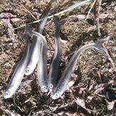 FISHIN ADDICT Silver Tiddler Drop Shot Lure 3in – top view