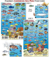 Franko Maps Mini Caribbean Reef Creatures Fish ID front view, laminated for quick reef ID