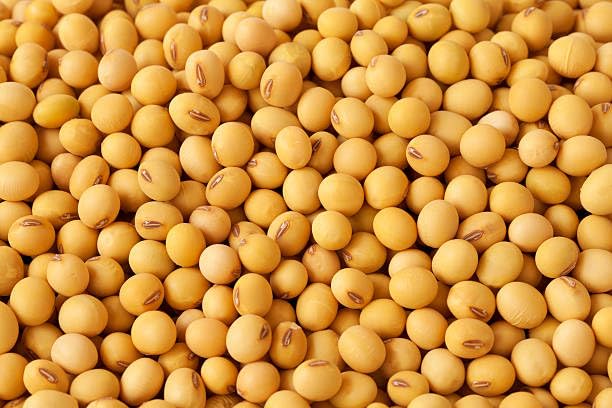 Generic soybean seeds for wildlife food plots attract deer and other wildlife.