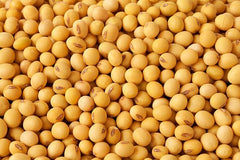 Generic soybean seeds for wildlife food plots attract deer and other wildlife.